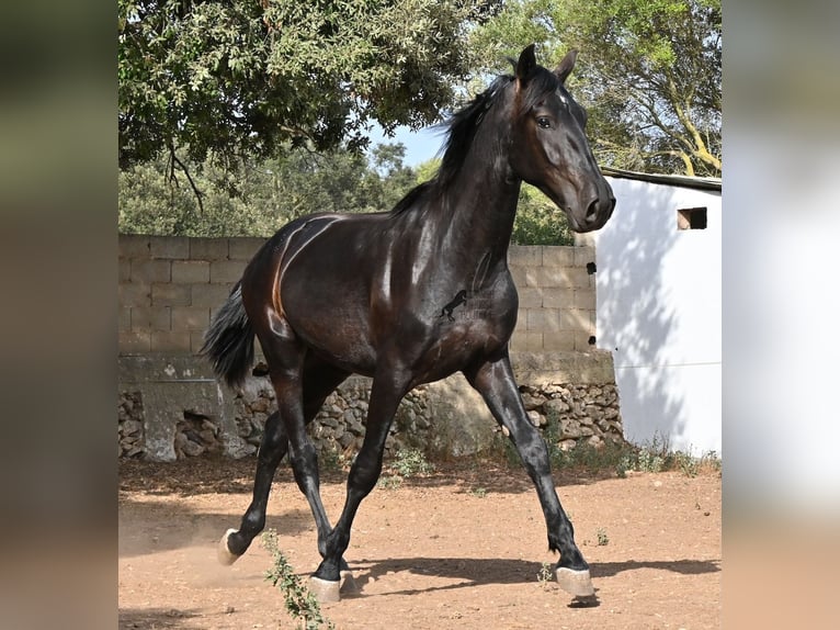 Menorquin Ogier 2 lat 163 cm Kara in Menorca