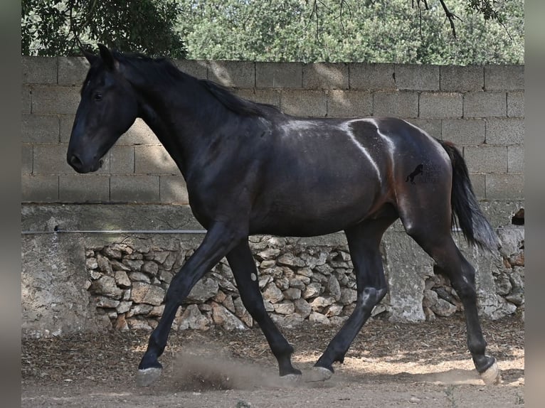 Menorquin Ogier 2 lat 163 cm Kara in Menorca