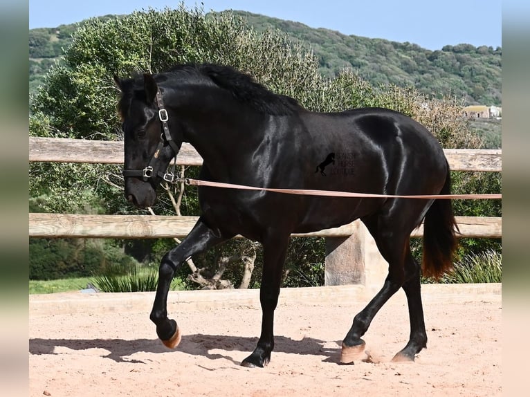 Menorquin Ogier 2 lat 169 cm Kara in Menorca