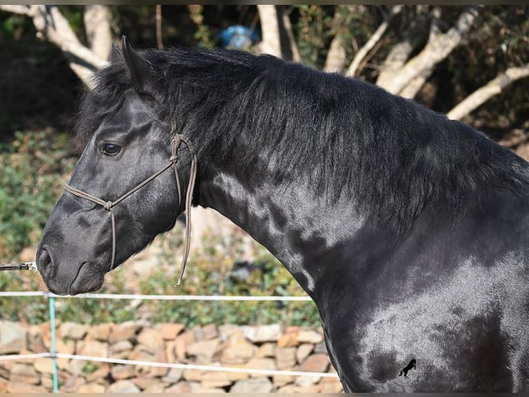 Menorquin Ogier 3 lat 152 cm Kara in Menorca