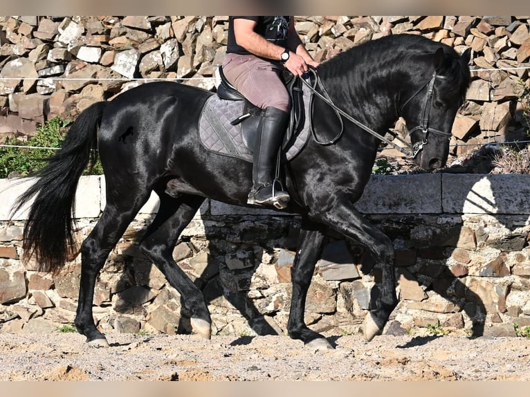 Menorquin Ogier 3 lat 152 cm Kara in Menorca