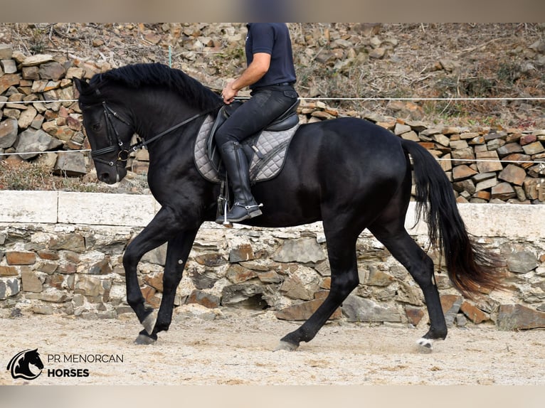 Menorquin Ogier 3 lat 158 cm Kara in Ciutadella De Menorca