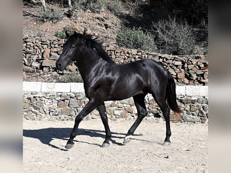 Menorquin Ogier 3 lat 160 cm Kara in Menorca