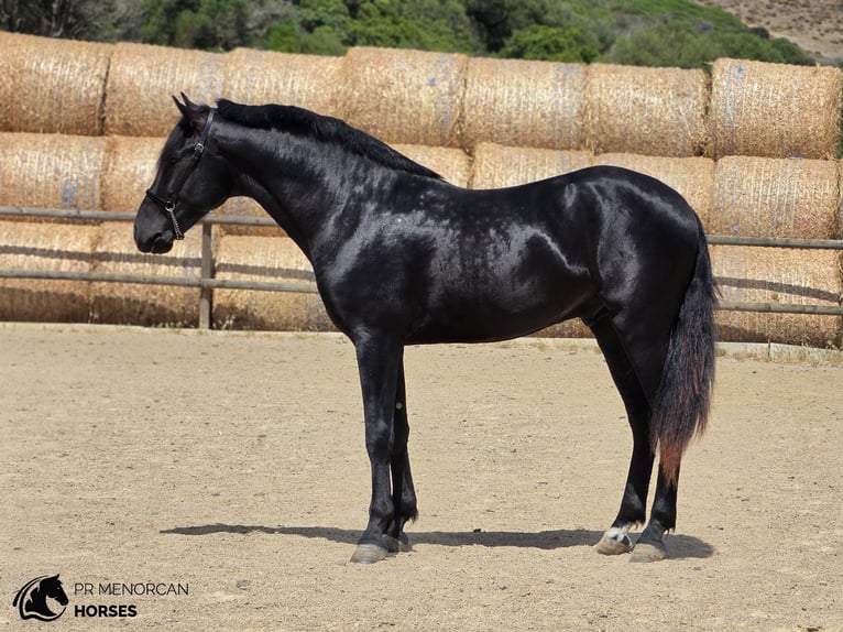 Menorquin Ogier 3 lat 160 cm Kara in Menorca