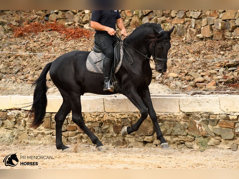 Menorquin Ogier 3 lat 164 cm Kara in Ciutadella De Menorca