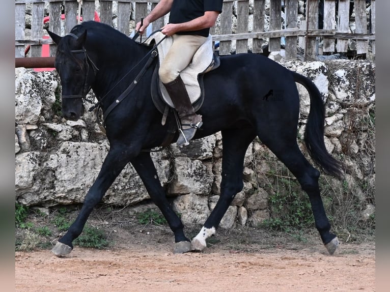 Menorquin Ogier 3 lat 167 cm Kara in Menorca