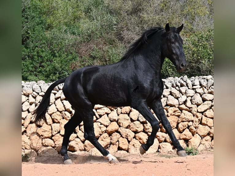 Menorquin Ogier 3 lat 167 cm Kara in Menorca