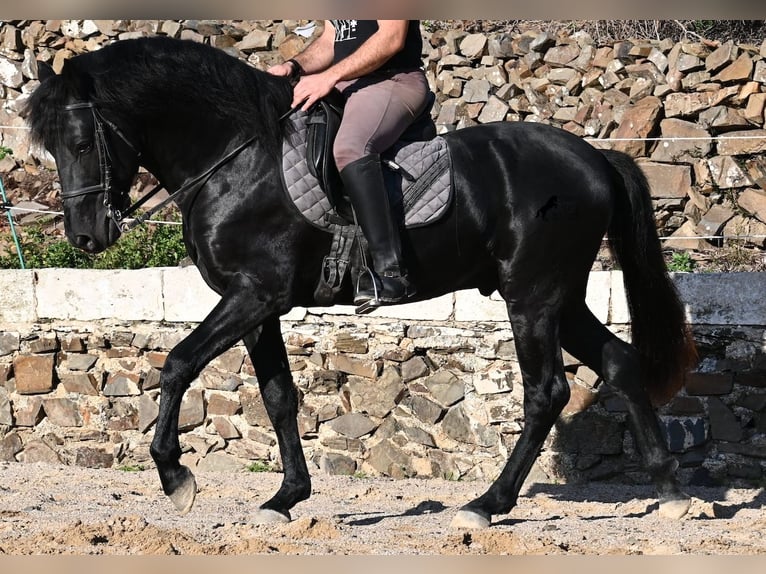 Menorquin Ogier 4 lat 152 cm Kara in Menorca