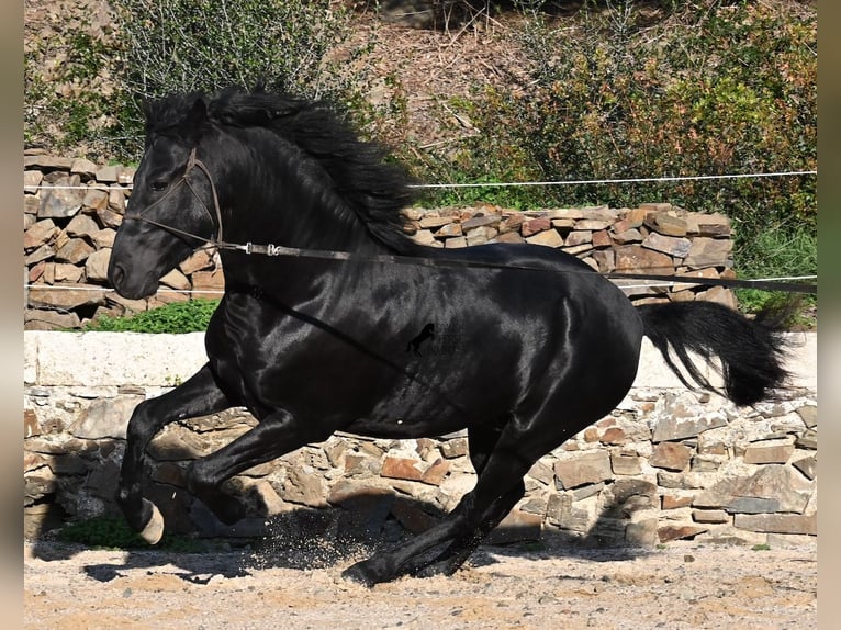 Menorquin Ogier 4 lat 152 cm Kara in Menorca