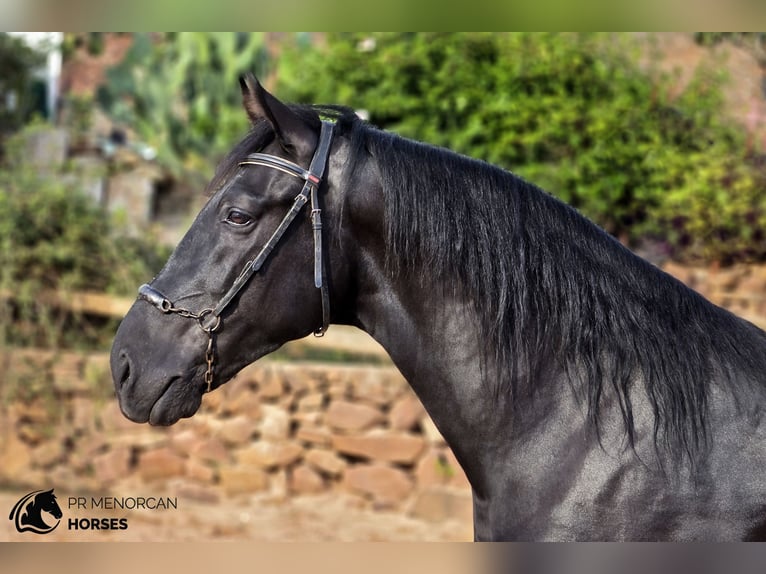 Menorquin Ogier 4 lat 161 cm Kara in Ciutadella De Menorca