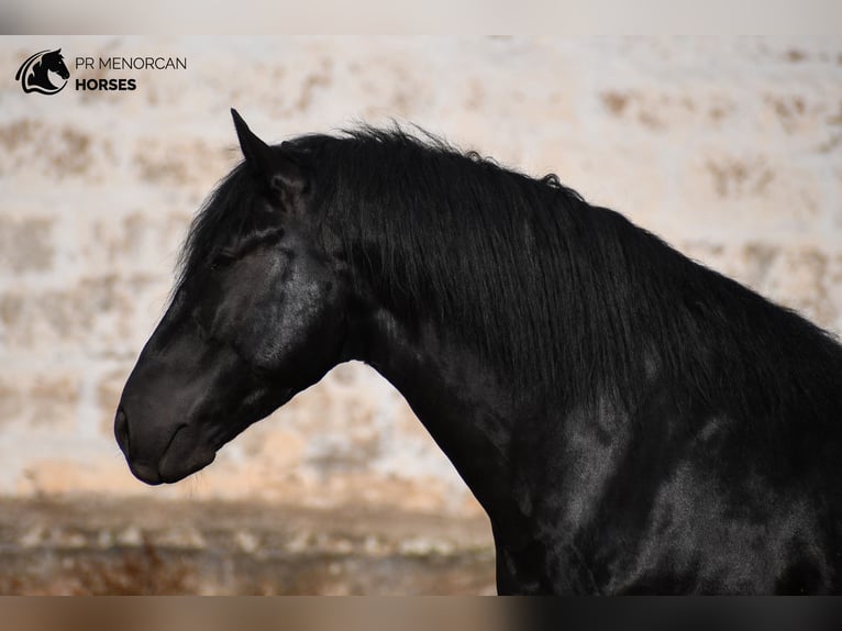Menorquin Ogier 4 lat 162 cm Kara in Menorca