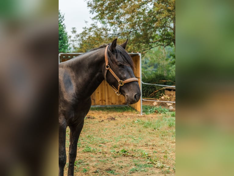 Menorquin Ogier 4 lat 162 cm Kara in Piloña