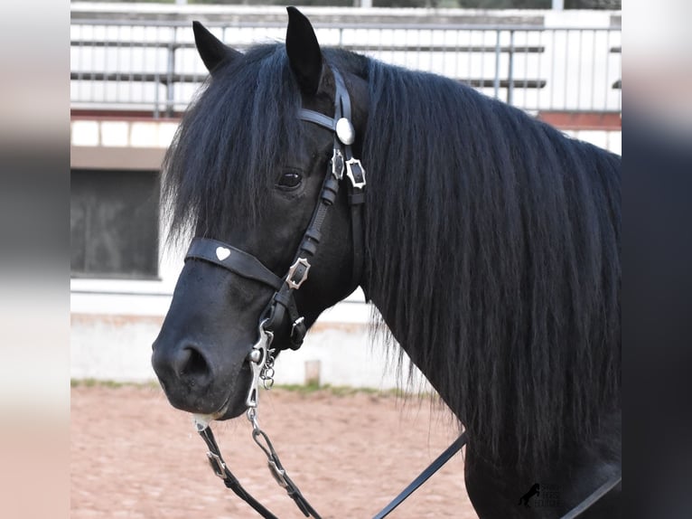 Menorquin Ogier 4 lat 164 cm Kara in Menorca