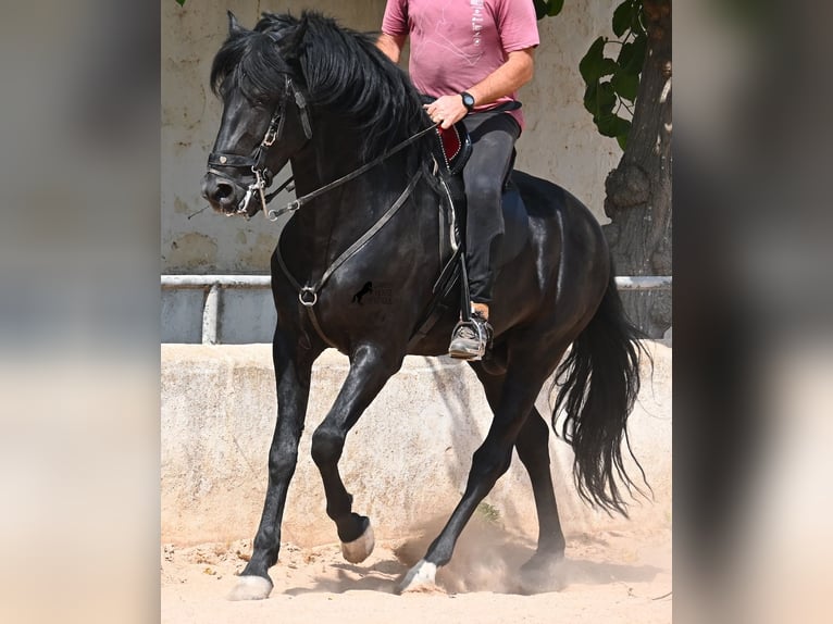 Menorquin Ogier 4 lat 165 cm Kara in Menorca