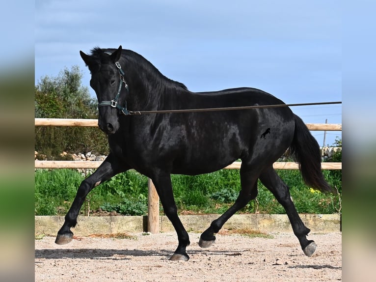 Menorquin Ogier 5 lat 162 cm  in Menorca