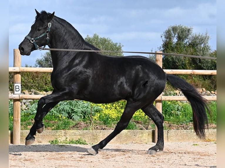 Menorquin Ogier 5 lat 162 cm  in Menorca