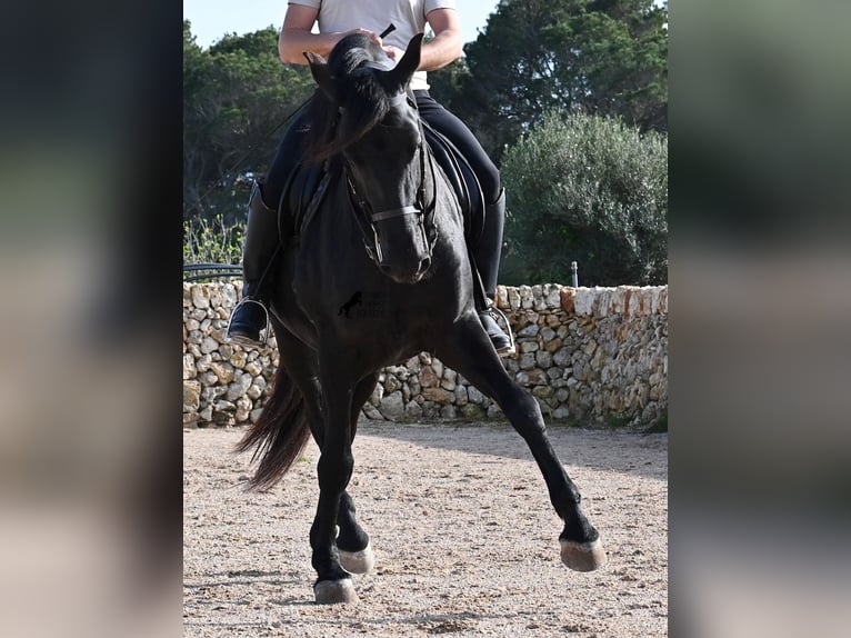 Menorquin Ogier 5 lat 162 cm  in Menorca