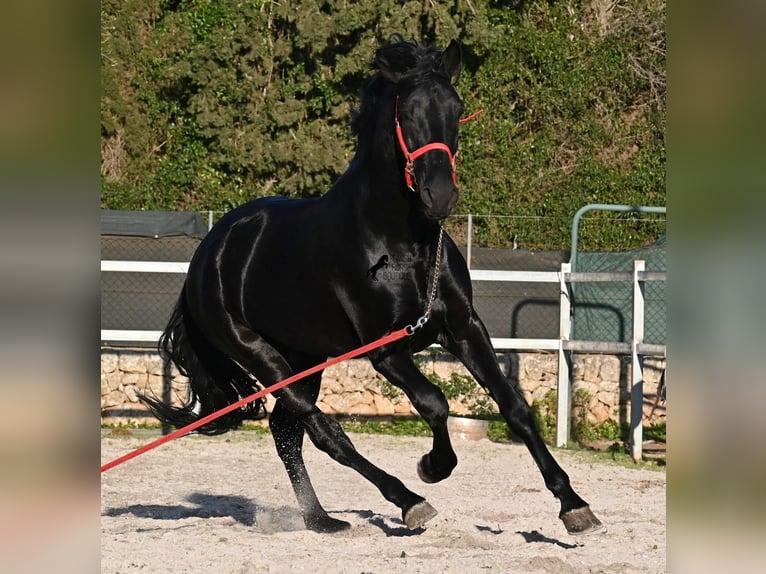 Menorquin Ogier 5 lat 169 cm Kara in Mallorca