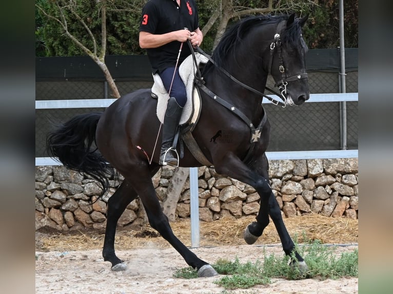 Menorquin Ogier 5 lat 169 cm Kara in Mallorca
