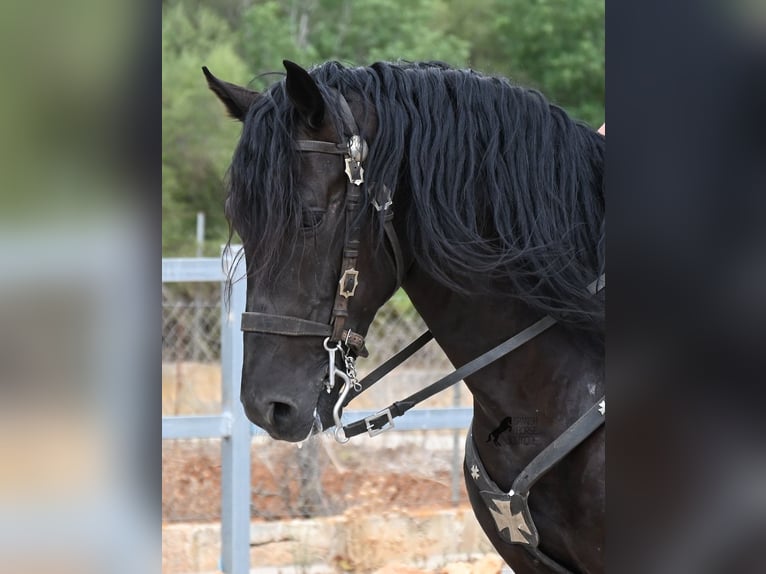 Menorquin Ogier 5 lat 169 cm Kara in Mallorca