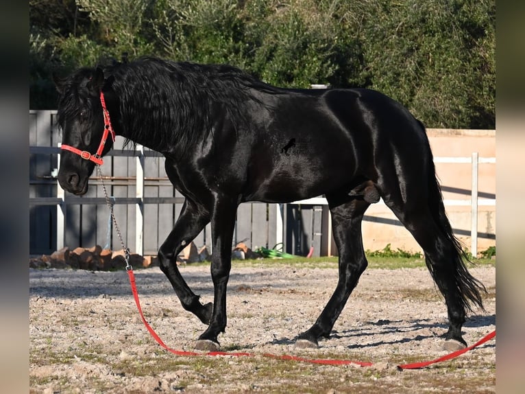 Menorquin Ogier 5 lat 169 cm Kara in Mallorca