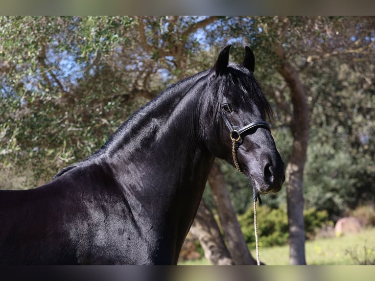 Menorquin Ogier 6 lat 156 cm Kara in Menorca