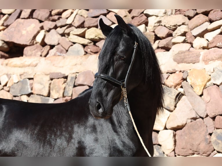 Menorquin Ogier 6 lat 156 cm Kara in Menorca