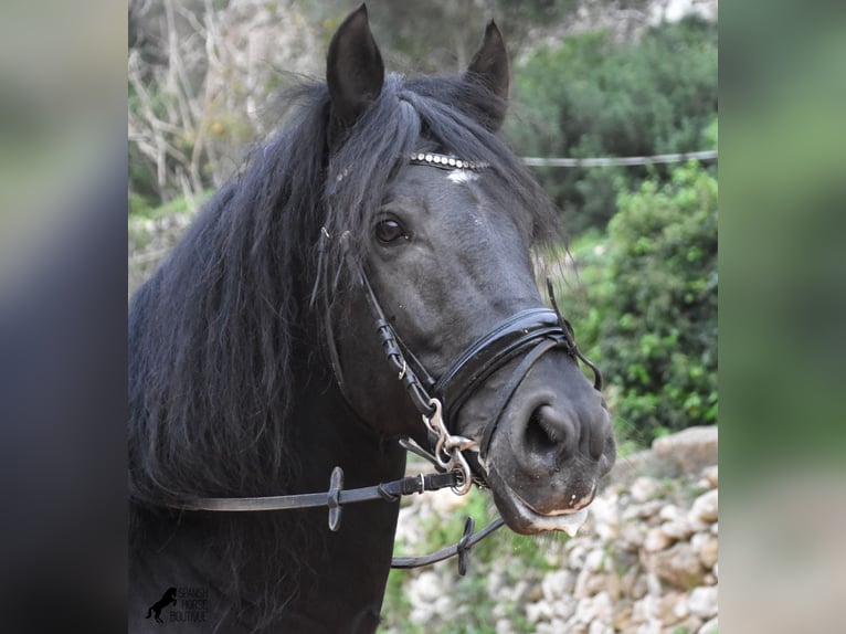 Menorquin Ogier 6 lat 159 cm Kara in Menorca