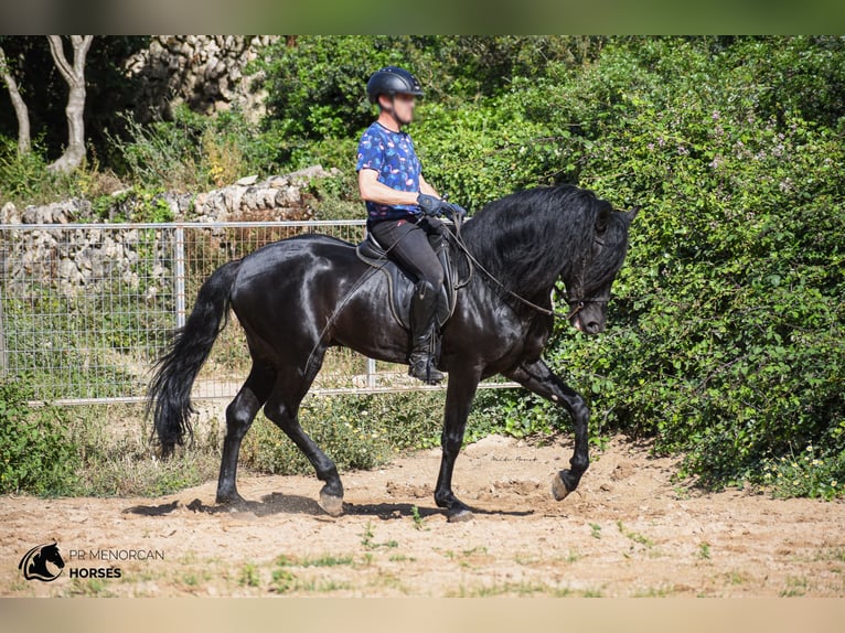 Menorquin Ogier 6 lat 160 cm Kara in Menorca