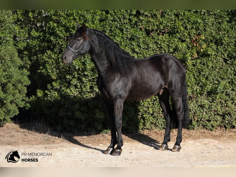 Menorquin Ogier 7 lat 158 cm Kara in Ciutadella De Menorca