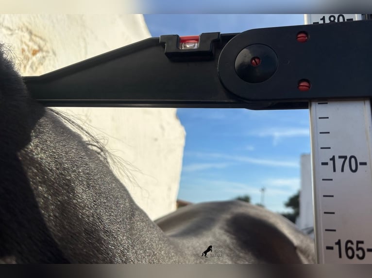 Menorquin Ogier 9 lat 174 cm Kara in Menorca