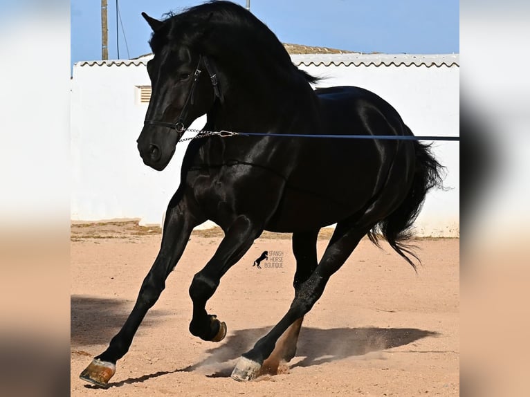Menorquin Ogier 9 lat 174 cm Kara in Menorca