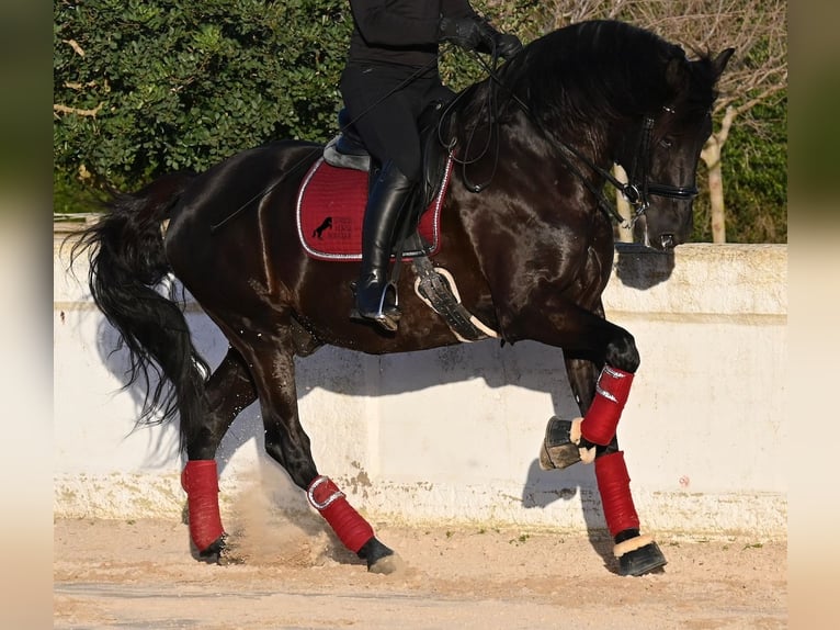 Menorquin Ogier 9 lat 174 cm Kara in Menorca