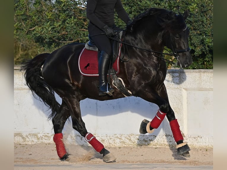 Menorquin Ogier 9 lat 174 cm Kara in Menorca
