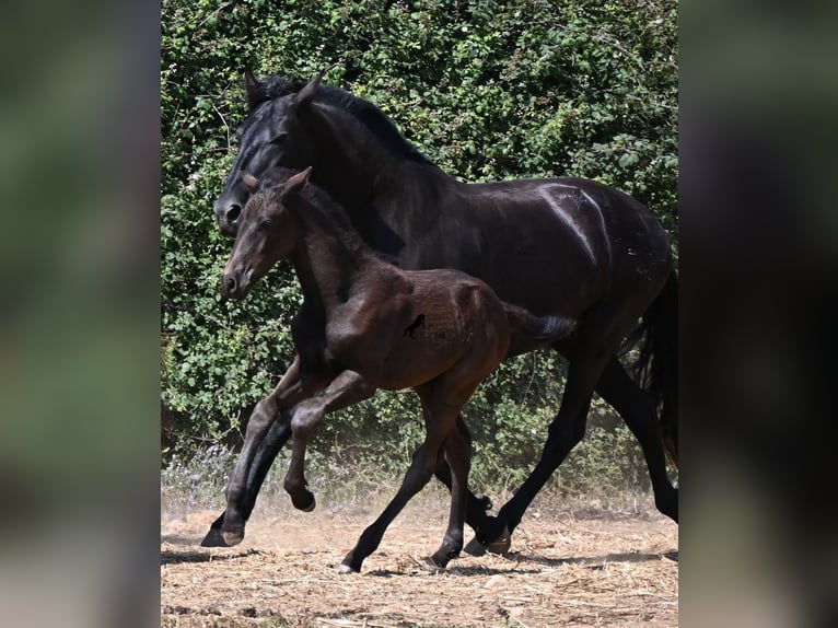Menorquin Ogier Źrebak (04/2026) 160 cm  in Menorca