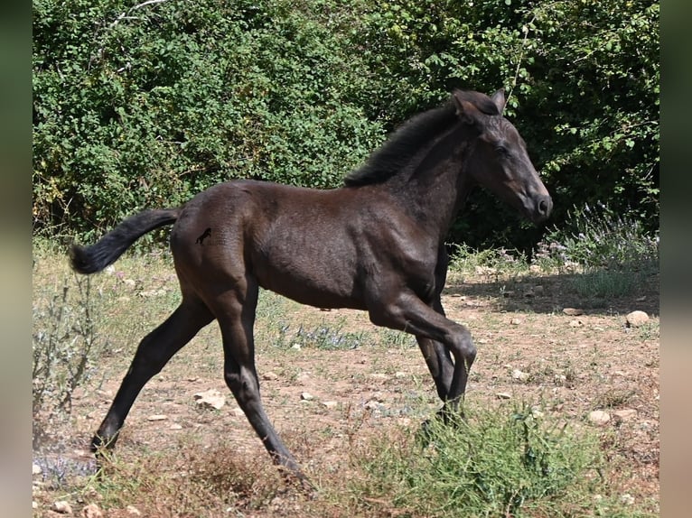 Menorquin Ogier Źrebak (04/2026) 160 cm  in Menorca