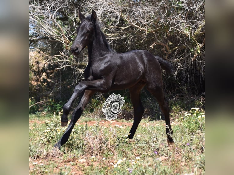 Menorquin Ogier Źrebak (04/2024) 162 cm Kara in Menorca