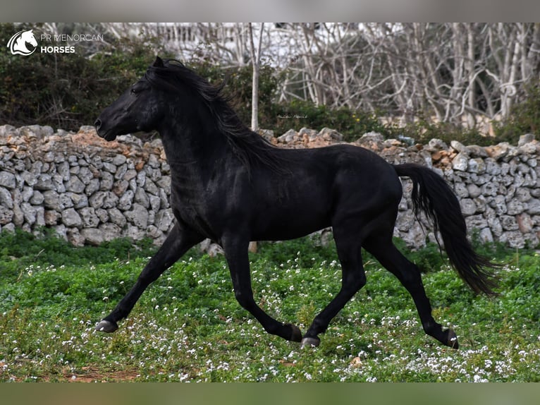 Menorquín Semental 10 años 159 cm Negro in Menorca