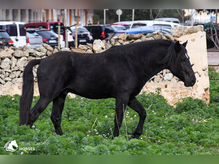 Menorquín Semental 10 años 159 cm Negro in Menorca
