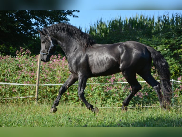 Menorquín Semental 10 años 162 cm Negro in Bonndorf im Schwarzwald