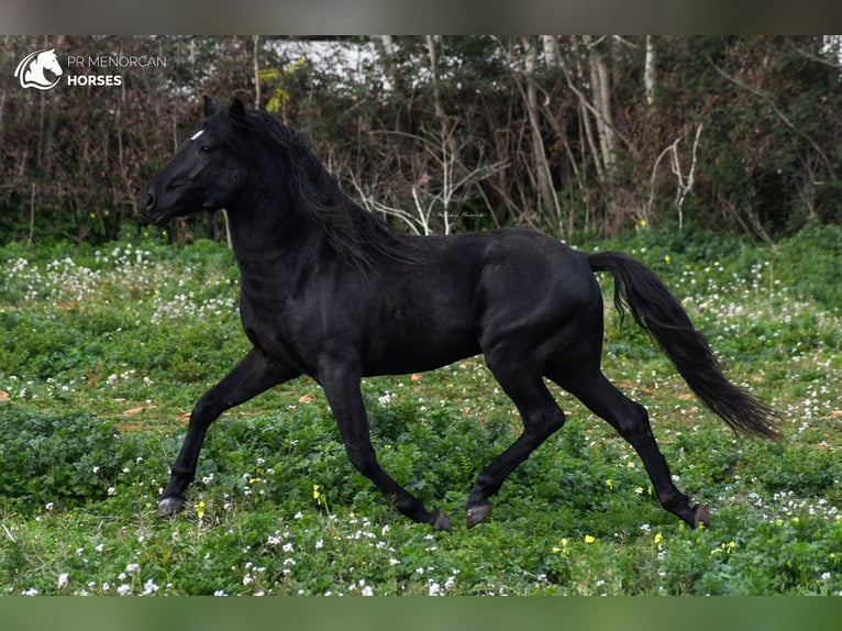 Menorquín Semental 11 años 159 cm Negro in Menorca