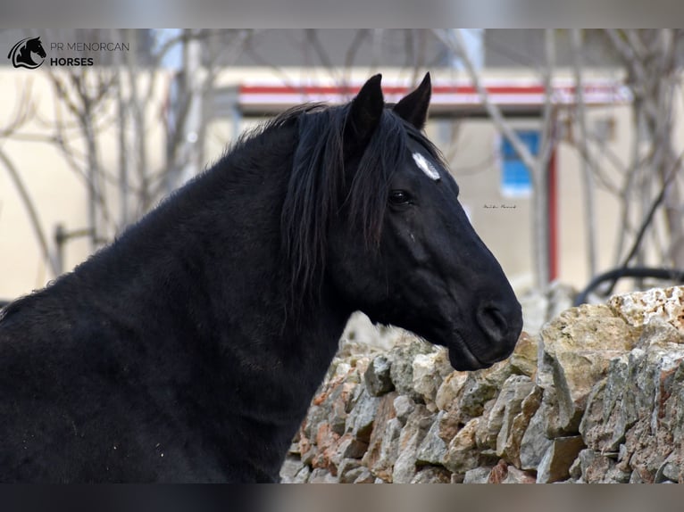 Menorquín Semental 11 años 159 cm Negro in Menorca