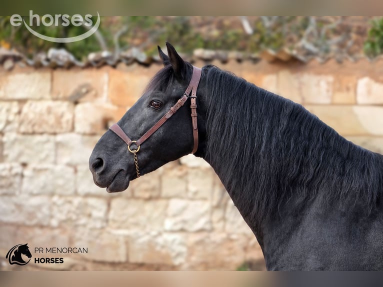 Menorquín Semental 12 años 162 cm Negro in Ciutadella De Menorca