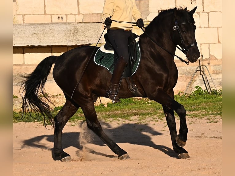 Menorquín Semental 12 años 166 cm Negro in Menorca