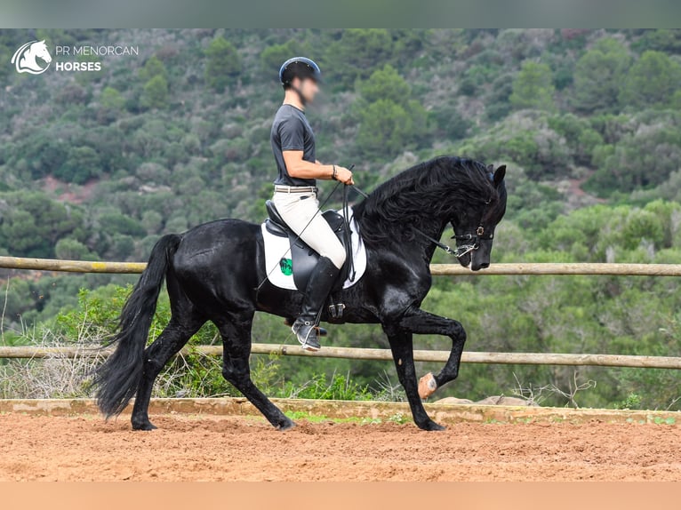 Menorquín Semental 14 años 155 cm Negro in Menorca