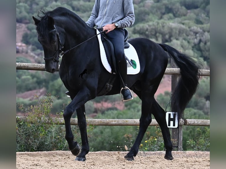 Menorquín Semental 15 años 155 cm Negro in Menorca