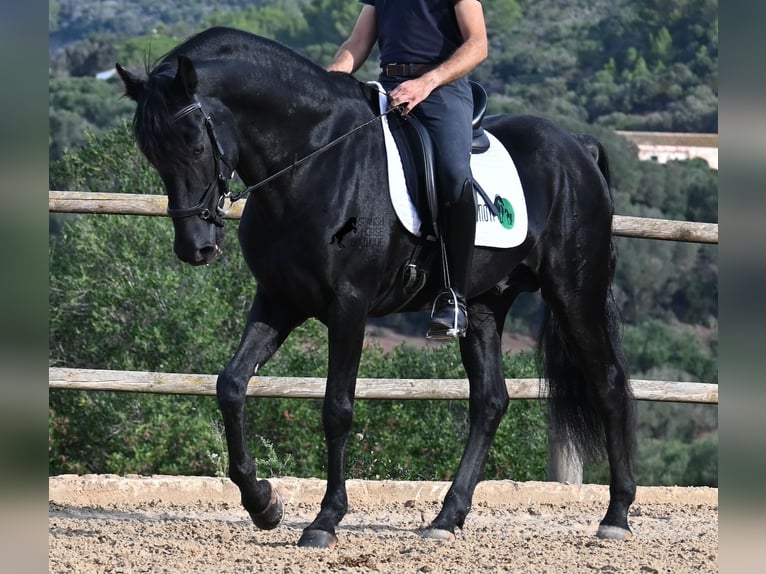 Menorquín Semental 15 años 155 cm Negro in Menorca