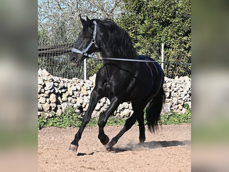 Menorquín Semental 15 años 160 cm Negro in Menorca