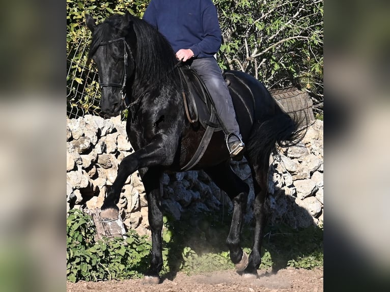 Menorquín Semental 15 años 160 cm Negro in Menorca