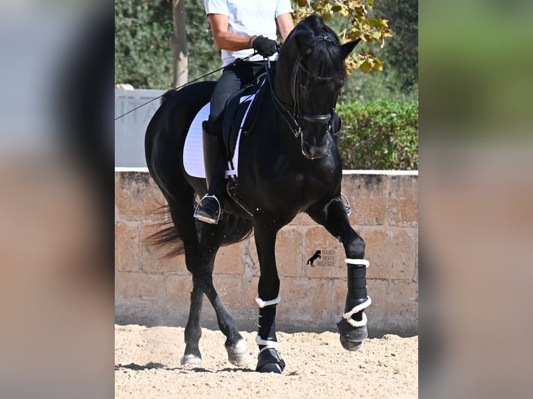 Menorquín Semental 17 años 167 cm Negro in Menorca